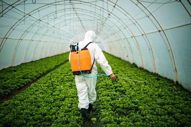 Best Emergency Pest Control  in Vaeboro, NC