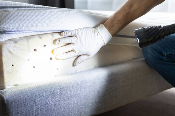 Best Pest Prevention Services  in Vaeboro, NC