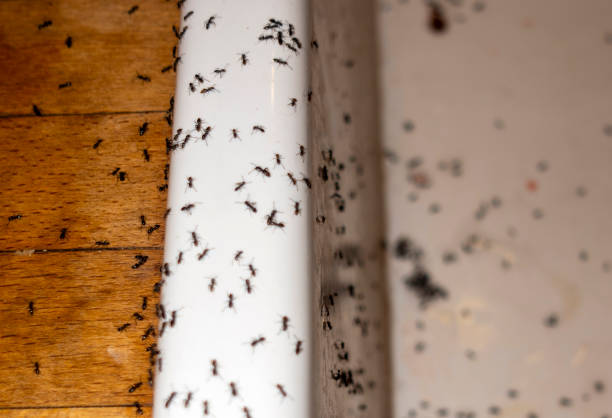 Best Bed Bug Extermination  in Vaeboro, NC